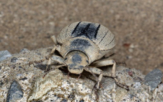 Escarabajo Pimelia canariensis